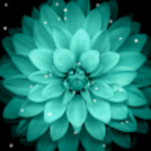 Meet your Posher, Layla